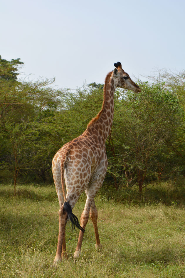 Wie Afrika zegt, zegt safari!