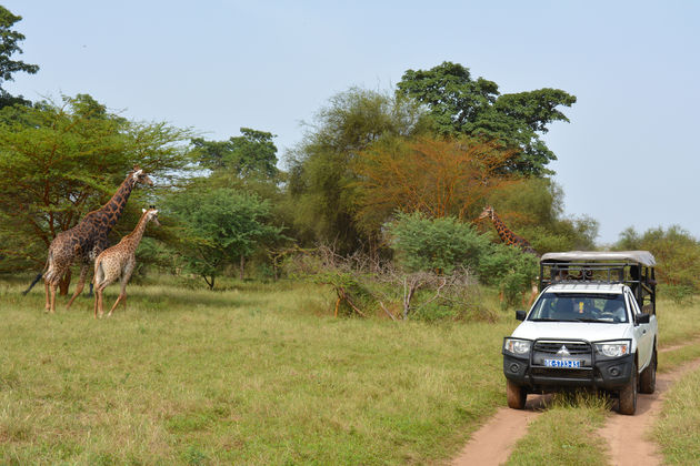 In het Bandia Game Reserve spot je de mooiste giraffen
