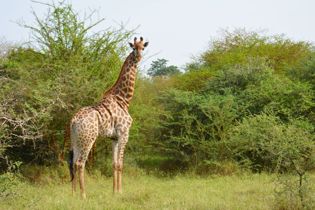 Wildlife spotten in prachtige natuur; wat wil je nog meer?