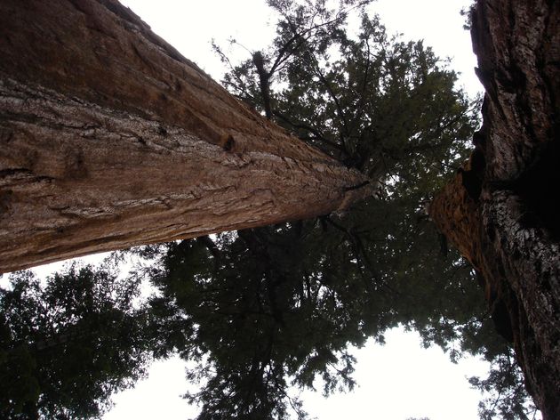Sequoia`s met tientallen meters hoog