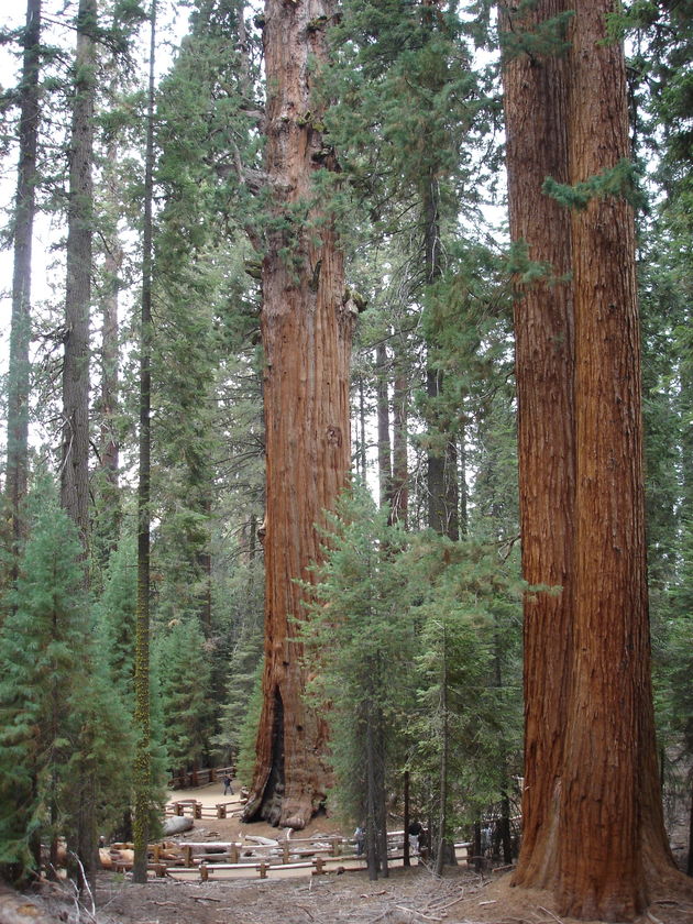 De hoogste bomen ter wereld in Sequoia National Park