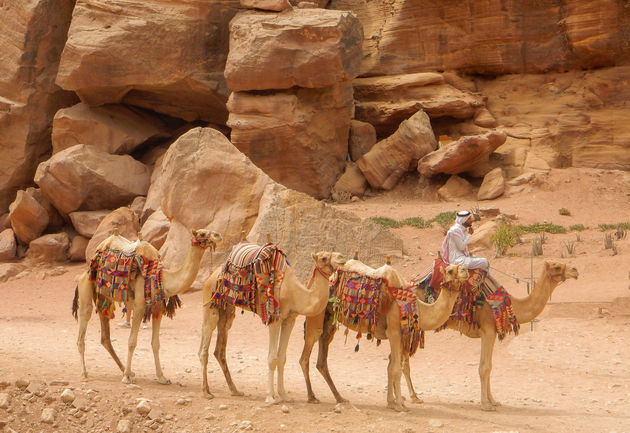 Kamelen in Petra