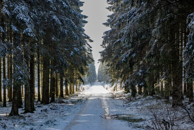 Genieten van winter op de Hoge Venen