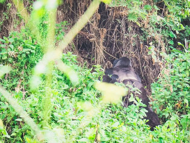 silverback-gorillas.jpeg