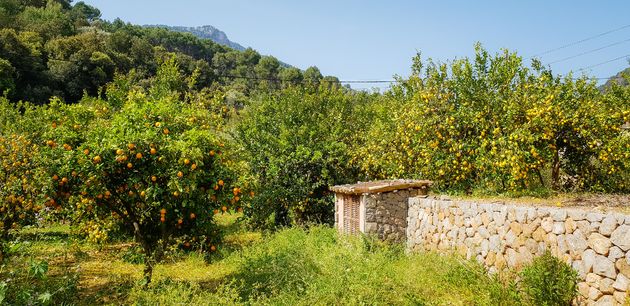 Eindeloze sinaasappel- en citroenboomgaarden