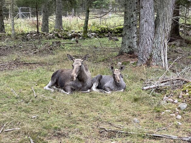 Skullaryd Moose Park elanden