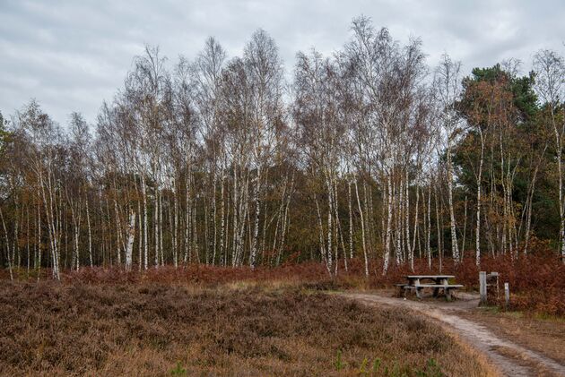 De Strijbeekse Heide in winterkleuren