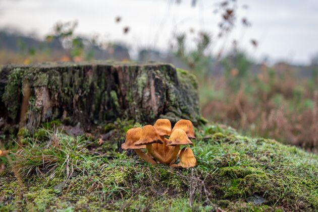 In de herfst spot je er veel soorten paddenstoelen