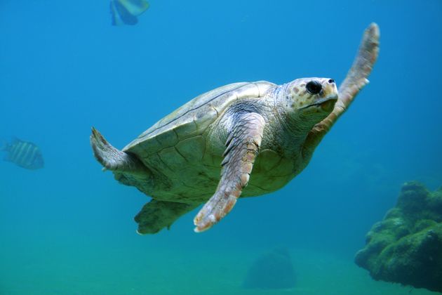 Doen: snorkelen op Barbados