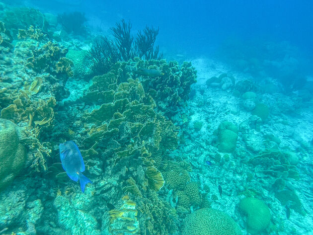 snorkelen-bonaire-2.jpeg