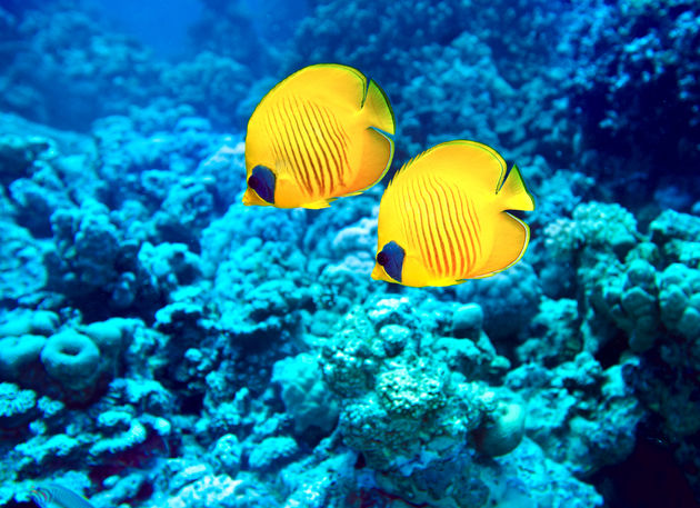 Wie weet zie je deze gele visjes wel in het Great Barrier Reef voorbij komen!