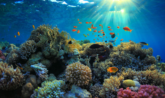 De schitterende onderwaterwereld die je ziet als je gaat snorkelen op de Kaaiman eilanden