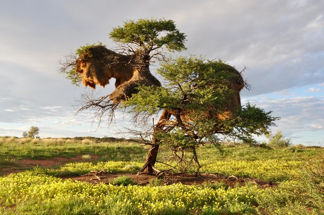 Een sociable weaver nest: een enorm vogelnest van kleine nestjes aan elkaar