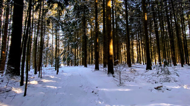 Genieten van de stilte op een vroeg moment in het Speulderbos