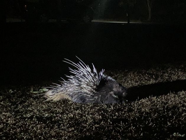 <em>Stekelvarkens (porcupines) komen tevoorschijn na zonsondergang<\/em>