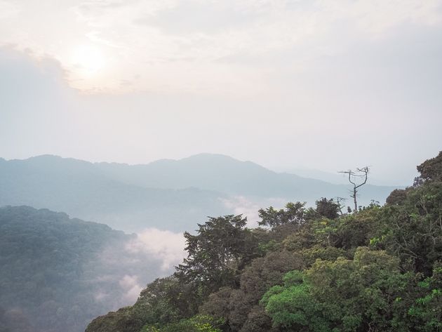 stomend-nyungwe-national-park.jpeg