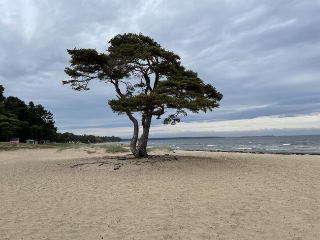 <em>Sk\u00e5ne heeft uitgestrekte zandstranden.<\/em>