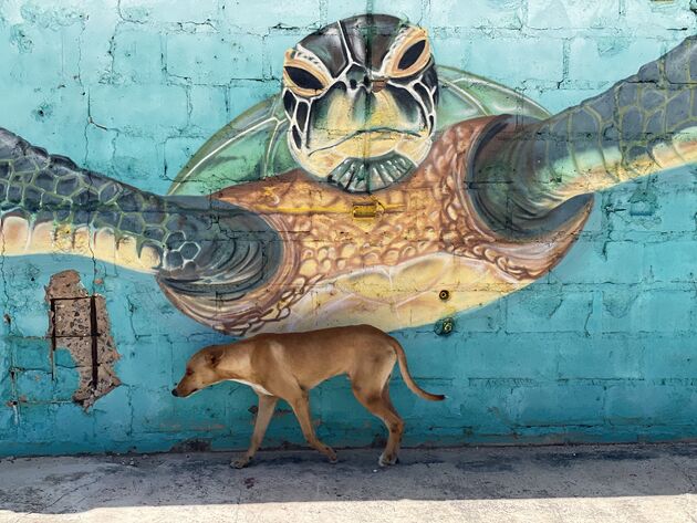 <em>Schildpadden spot je ook in San Nicolas<\/em>