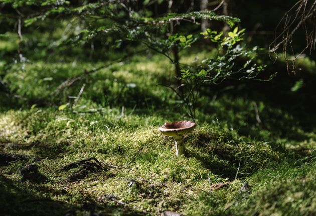 <em>Wandel door de mystieke bossen van het Styggforsen Nature Reserve.<\/em>