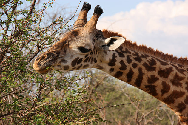 De giraf hoort niet bij de Big Five, maar spot je wel in het wild in Afrika!