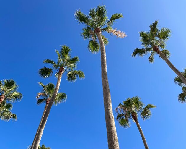 <em>Palmbomen zie je overal langs de boulevard, altijd een vakantiegevoel!<\/em>