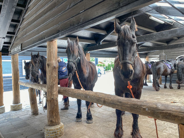 Klaar voor een ritje te paard