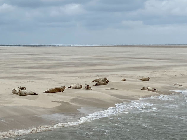 Kijk ze liggen, heerlijk op de zandbanken in de Waddenzee