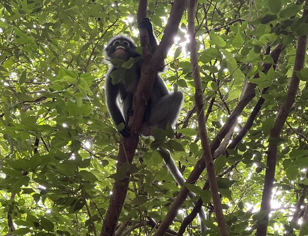 <em>Langoeren spotten in de jungle rondom de grot!<\/em>