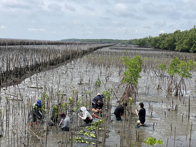 Thailand mangrove