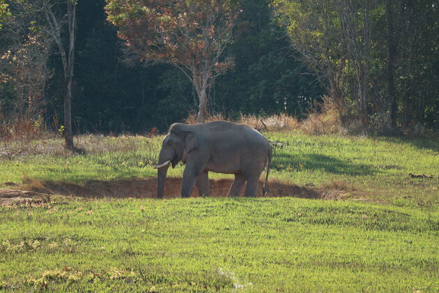 <em>Wilde olifanten spotten? In Thailand kun je ze in de jungles zien!<\/em>