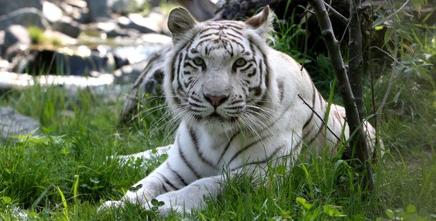 Witte tijger (c) Zoo de La Fleche