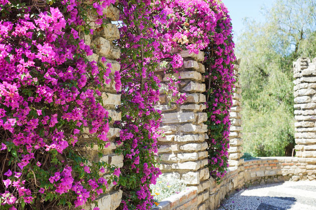 Prachtige bloemen op weg naar het Moorse fort Alcazaba.