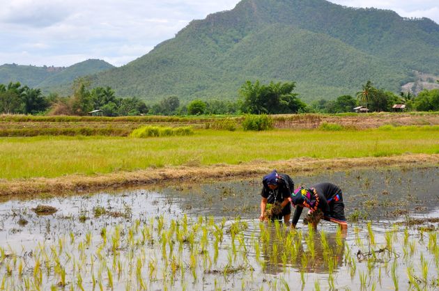 Indrukwekkend: Tai Dam planten rijst nog traditiegetrouw met de hand