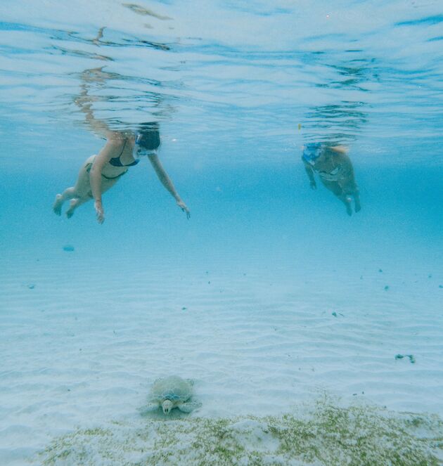 tres-trapi-aruba-schildpadden.jpeg