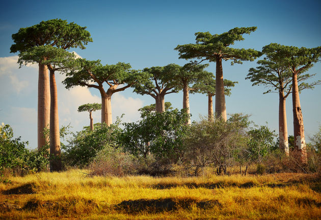 Na het huwelijk op safari in Zuid-Afrika