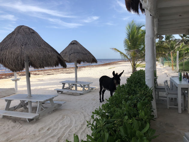 tulum-ezel.jpeg