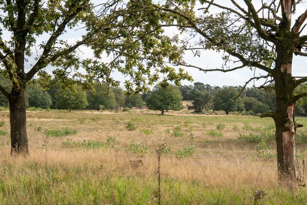 Wandelen door de Borkeld, met uitzicht op de Friezenberg