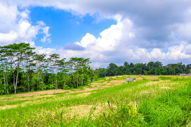 Rondom Ubud vind je verschillende prachtige rijstvelden