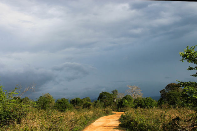 We gaan wildlife spotten in Uda Walawe National Park in Sri Lanka!