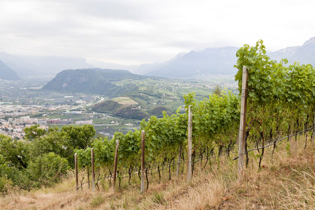 Uitzicht over de wijngaarden en de stad Bolzano