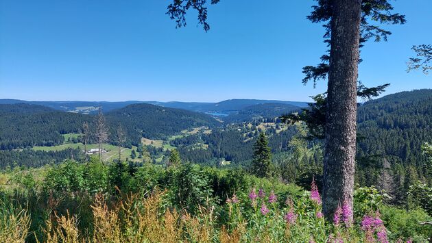 Uitzicht vanaf de Feldberg op Titisee