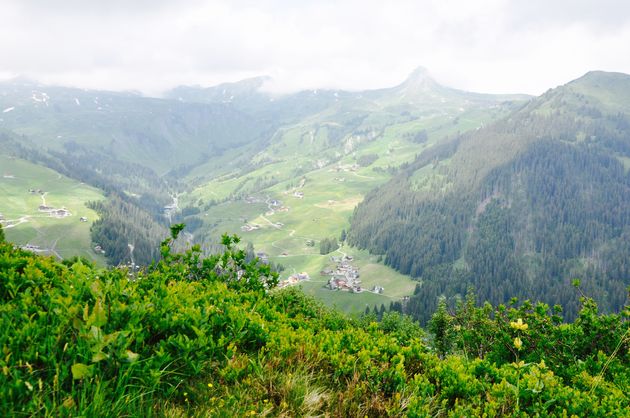 Een kruidenwandeling door het Grosses Walsertal