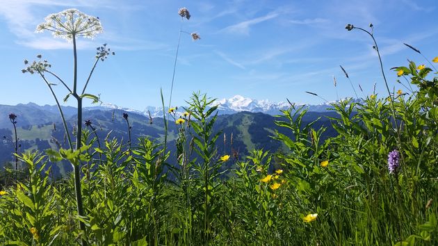 Uitzicht op de Mont Blanc