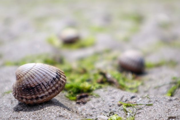 Prachtige kusten en lekker vis eten dat kun je zeker in Normandi\u00eb