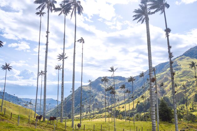 Vanuit Salento in Colombia reis je naar de Cocora vallei