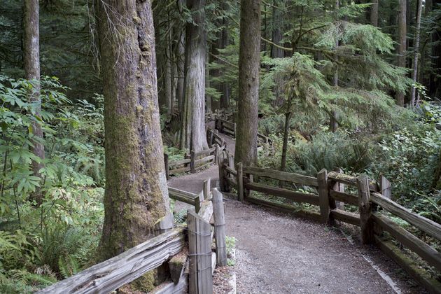 Dit soort paadjes kom je tegen in het bos