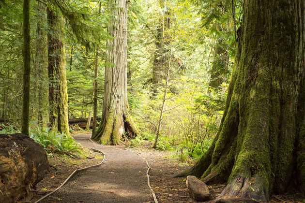 Vancouver_island_nationalpark_bos_wandelen