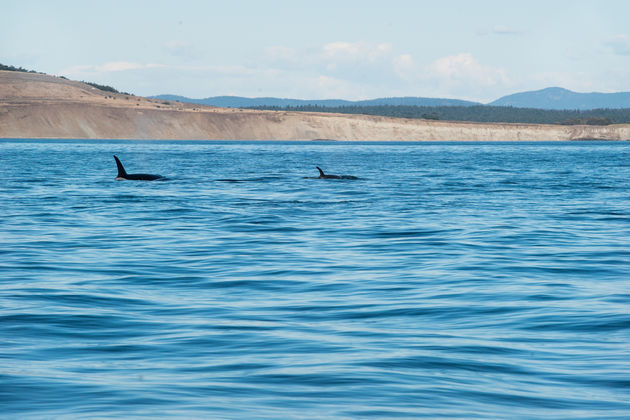 Orka`s spotten op Vancouver Island