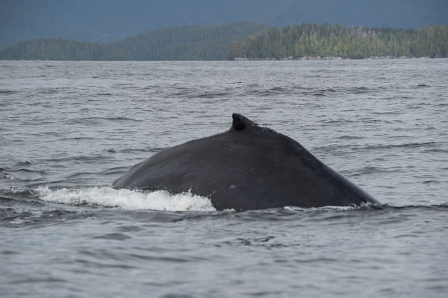 Zo indrukwekkend hoe dichtbij de walvissen bij de boot komen!