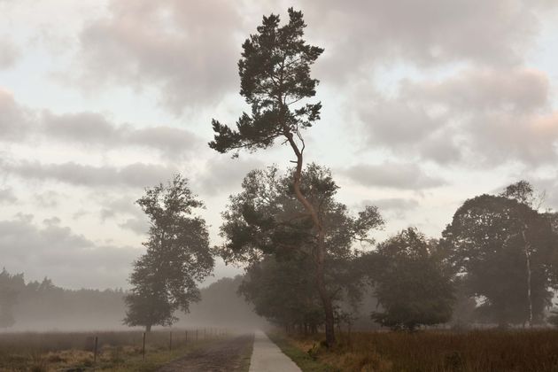 veluwe-herfst